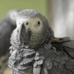 African Grey Parrot (Congo) - Image 2