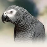 African Grey Parrot (Congo)