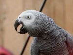 African Grey Parrot (Congo) - Image 3