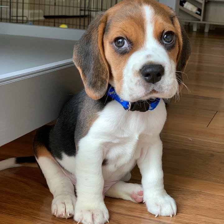 Beagle Puppy Max with the look.