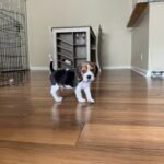 Beagle Puppy (Max) | Breed & Care - Image 3