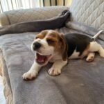Beagle Puppy (Max) | Breed & Care - Image 2