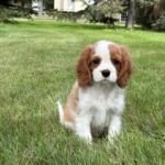 Cavalier King Charles Spaniel Puppy for sale
