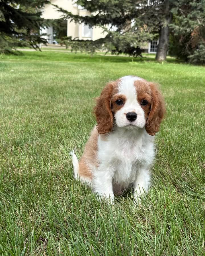 borisyorkkennel-20260929-0001 Cavalier King Charles Spaniel Puppy for sale