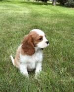 Cavalier King Charles Spaniel Puppy for sale