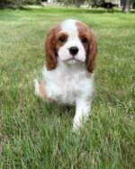 Cavalier King Charles Spaniel Puppy for sale