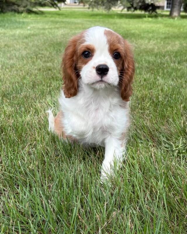 Cavalier King Charles Spaniel Puppy for sale
