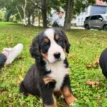 Bernese Mountain Dog puppy Leo sitting on grass
