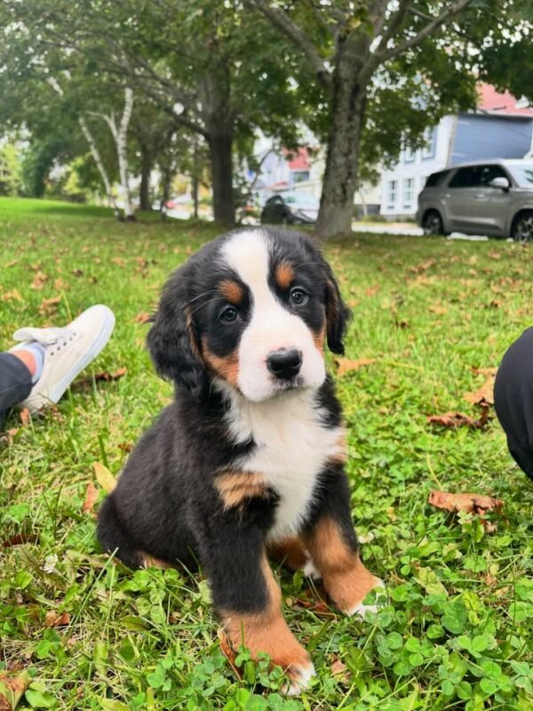 Bernese Mountain Dog puppy Leo sitting on grass
