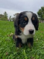 Bernese Mountain Dog Puppy (Leo) | Breed & Care - Image 3