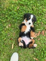 Bernese Mountain Dog Puppy (Leo) | Breed & Care - Image 2