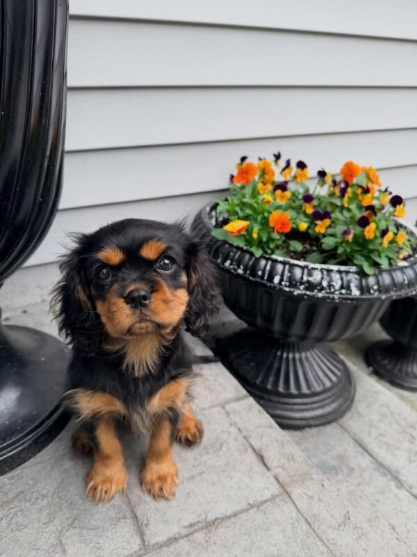 Cavalier King Charles Spaniel Puppy Lily sitting at main entrance.