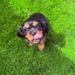 Cavalier King Charles Spaniel puppy Lily sitting on grass.