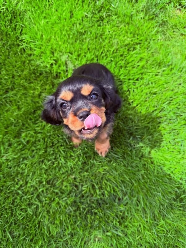 Cavalier King Charles Spaniel puppy Lily sitting on grass.