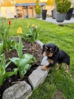 Cavalier King Charles Spaniel Puppy Lily playing in yard.