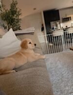 Golden Retriever Puppy (Daisy) | Breed & Care - Image 3