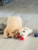 Golden Retriever Puppy (Daisy) | Breed & Care - Image 2