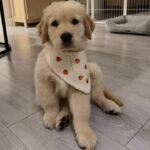 Golden Retriever puppy Daisy sitting on the floor.