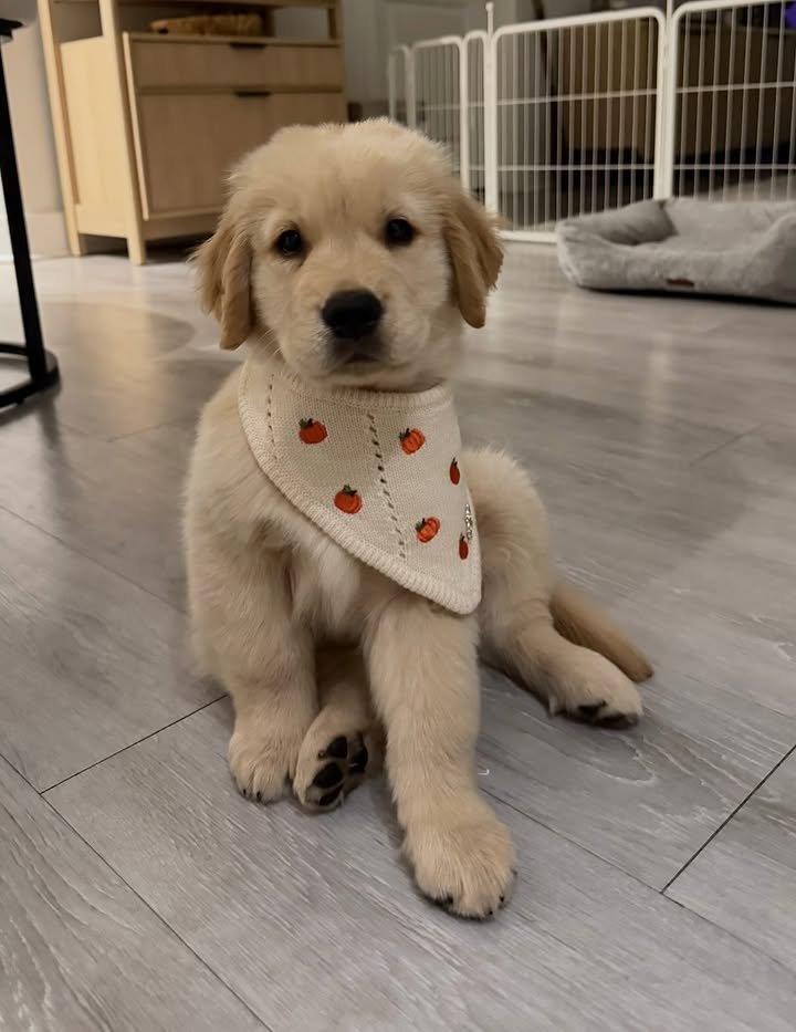 lincoln.the.golden-20260929-0008 Golden Retriever puppy Daisy sitting on the floor.