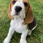 Beagle puppy Bella posing for the camera.