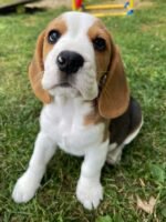 Beagle puppy Bella posing for the camera.