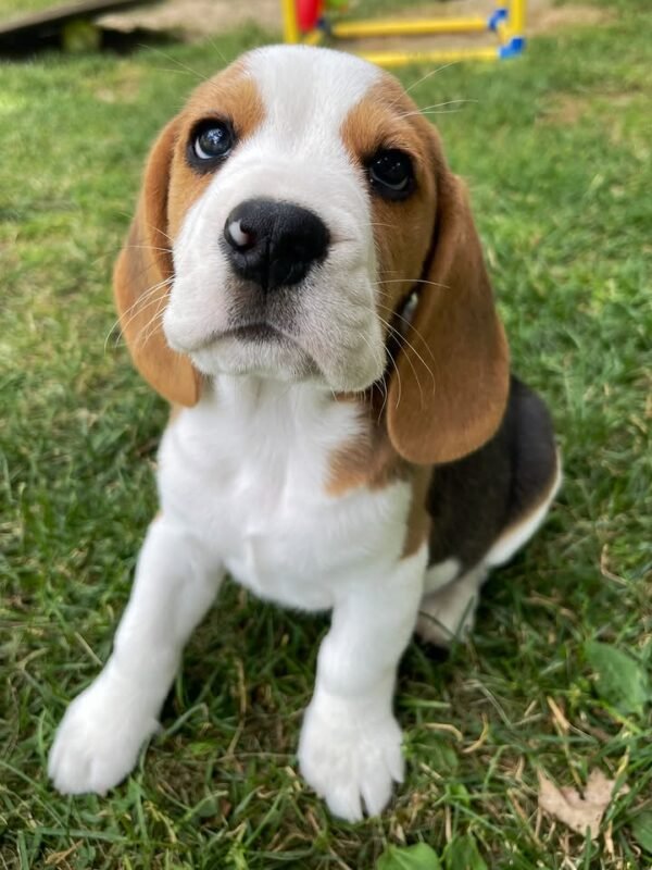 Beagle puppy Bella posing for the camera.
