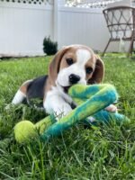 Beagle Puppy (Bella) | Breed & Care - Image 2