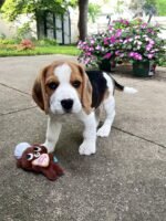Beagle Puppy (Bella) | Breed & Care - Image 3
