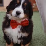 Bernese Mountain Dog puppy Rosie just sitting chill