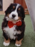 Bernese Mountain Dog puppy Rosie just sitting chill