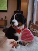 Bernese Mountain Dog Puppy (Rosie) | Breed & Care - Image 2
