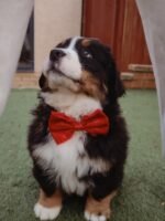 Bernese Mountain Dog Puppy (Rosie) | Breed & Care - Image 3