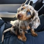 Dachshund Puppy (Luna) | Breed & Care - Image 3
