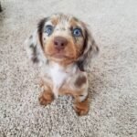 Dachshund Puppy (Luna) | Breed & Care - Image 2