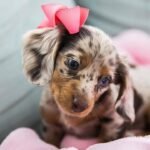 Dachshund puppy Luna posing for the camera.