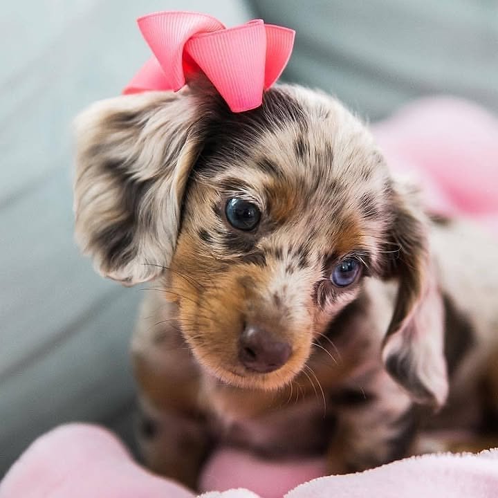 Dachshund puppy Luna posing for the camera.