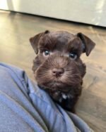 Schnauzer Puppy (Rocky) | Breed & Care - Image 3