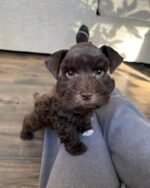 Schnauzer Puppy (Rocky) | Breed & Care - Image 2