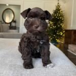 Schnauzer Puppy Rocky sitting down.