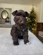 Schnauzer Puppy Rocky sitting down.