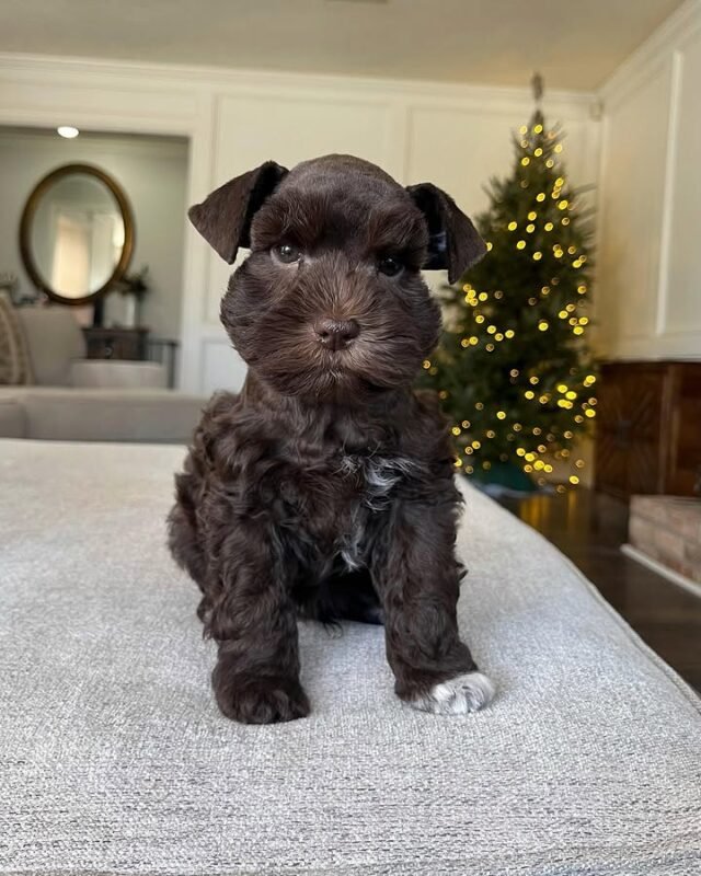 Schnauzer Puppy Rocky sitting down.