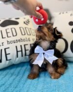 Yorkshire Terrier Puppy (Coco) | Breed & Care - Image 2