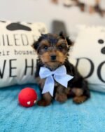 Yorkshire Terrier Puppy (Coco) | Breed & Care - Image 3