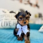 Yorkshire Terrier Puppy Coco sitting on bed.