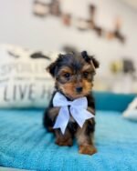 Yorkshire Terrier Puppy Coco sitting on bed.