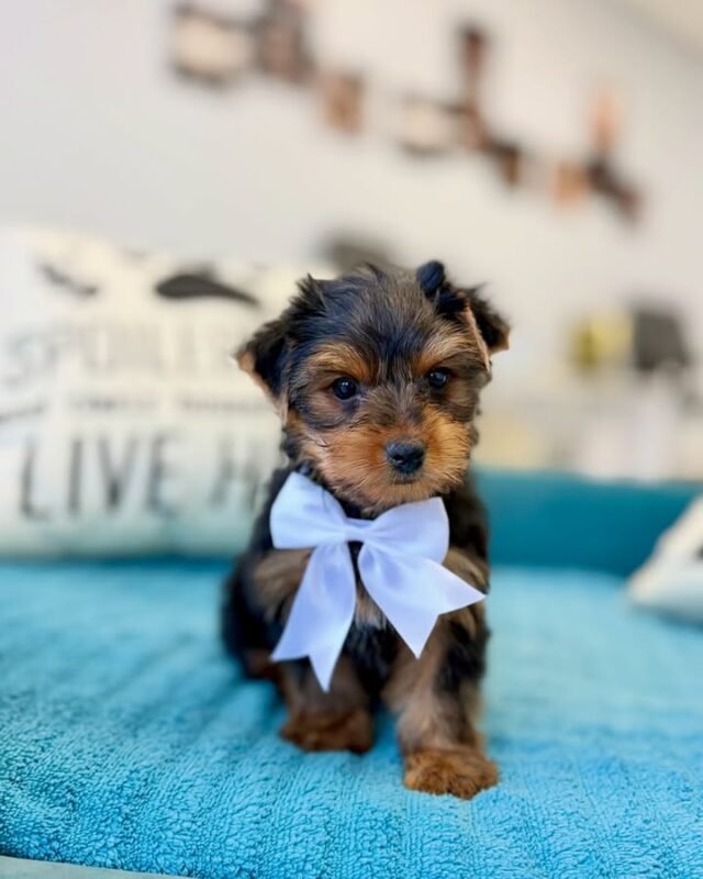 Yorkshire Terrier Puppy Coco sitting on bed.