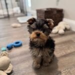 Yorkshire Terrier Puppy Teddy playing with toys.