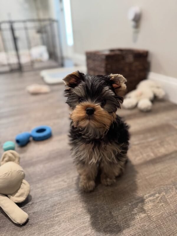 Yorkshire Terrier Puppy Teddy playing with toys.