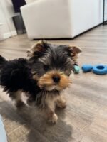 Yorkshire Terrier Puppy (Teddy) | Breed & Care - Image 3