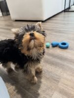 Yorkshire Terrier Puppy (Teddy) | Breed & Care - Image 2